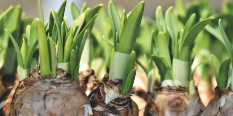 Dig Deeper Into Bulbs with Jenny Samuels