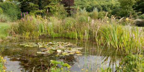 How to Make a Wildlife Pond Course with Juliet Sargeant 
